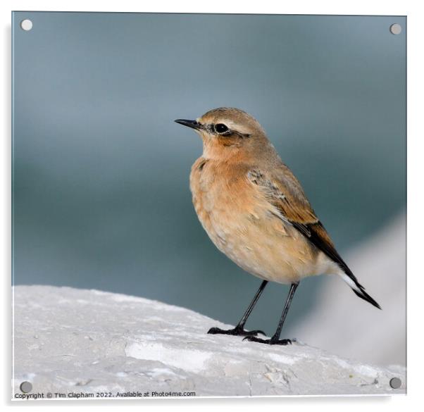 Wheatear on a rock Whitstable Acrylic by Tim Clapham