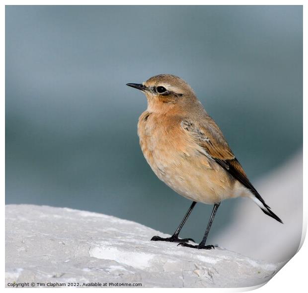 Wheatear on a rock Whitstable Print by Tim Clapham