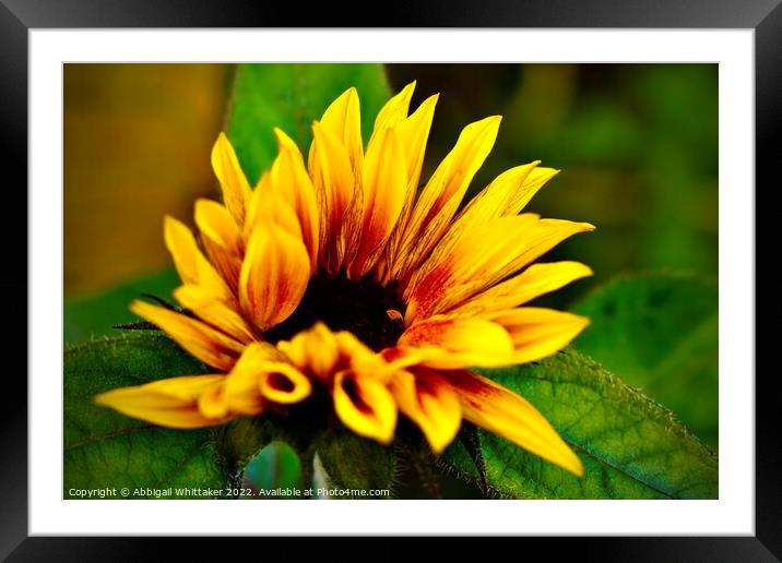Big Sunflower  Framed Mounted Print by Abbigail Whittaker
