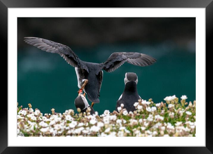 Puffin lands on other puffin Framed Mounted Print by Tim Clapham