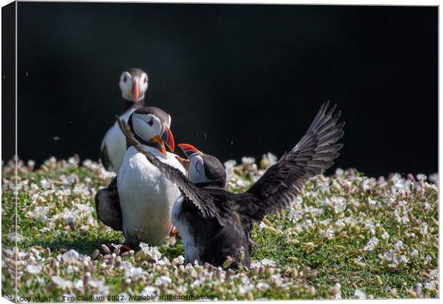 Puffins fighting Canvas Print by Tim Clapham