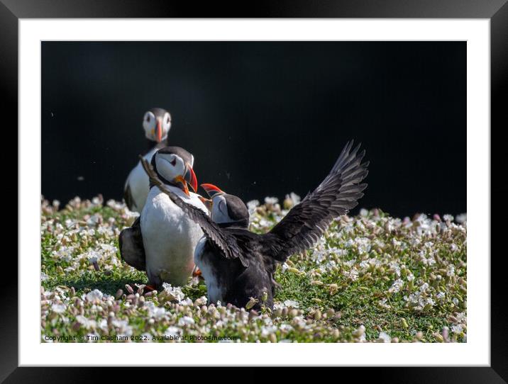 Puffins fighting Framed Mounted Print by Tim Clapham