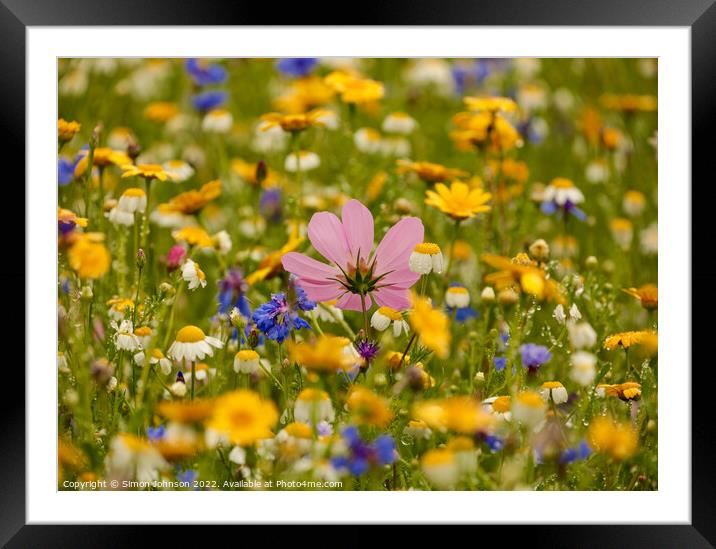 Meadow Flowers Framed Mounted Print by Simon Johnson