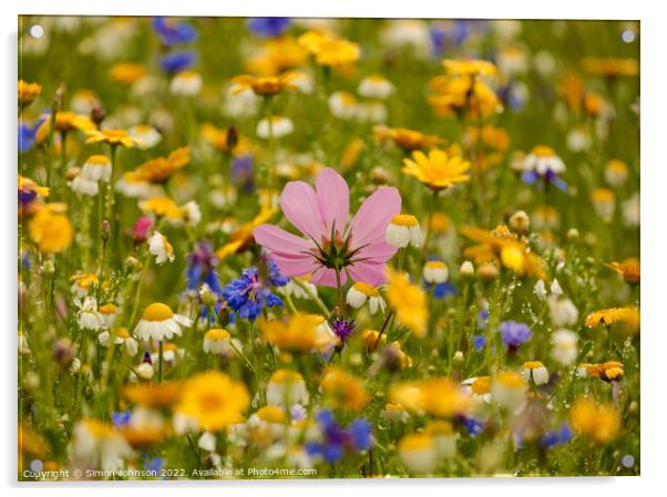 Meadow Flowers Acrylic by Simon Johnson