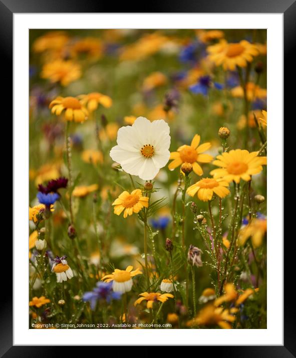 A close up of a  meadow flower Framed Mounted Print by Simon Johnson