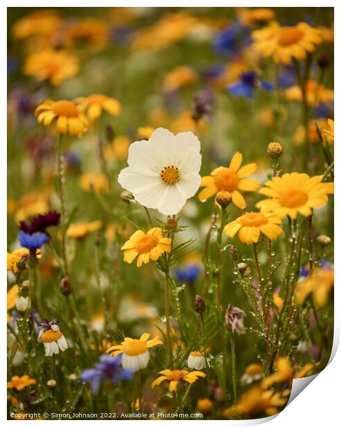 A close up of a  meadow flower Print by Simon Johnson