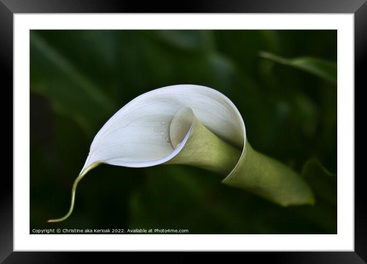 Arum Lily Framed Mounted Print by Christine Kerioak