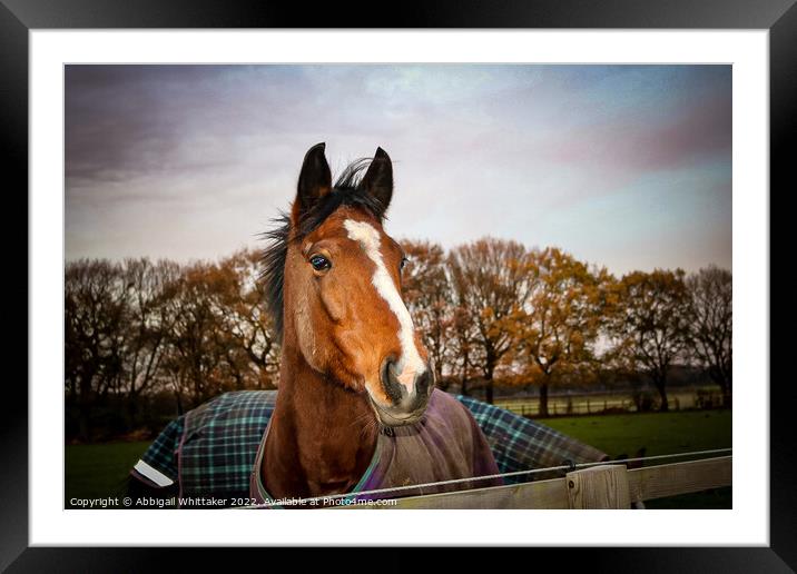 A brown Horse Framed Mounted Print by Abbigail Whittaker