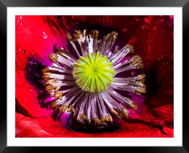  Poppy, Papaver Somniferum, close up Framed Mounted Print by Maggie McCall