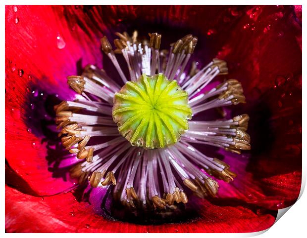  Poppy, Papaver Somniferum, close up Print by Maggie McCall