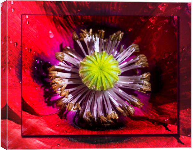  Poppy, Papaver Somniferum, close up Canvas Print by Maggie McCall