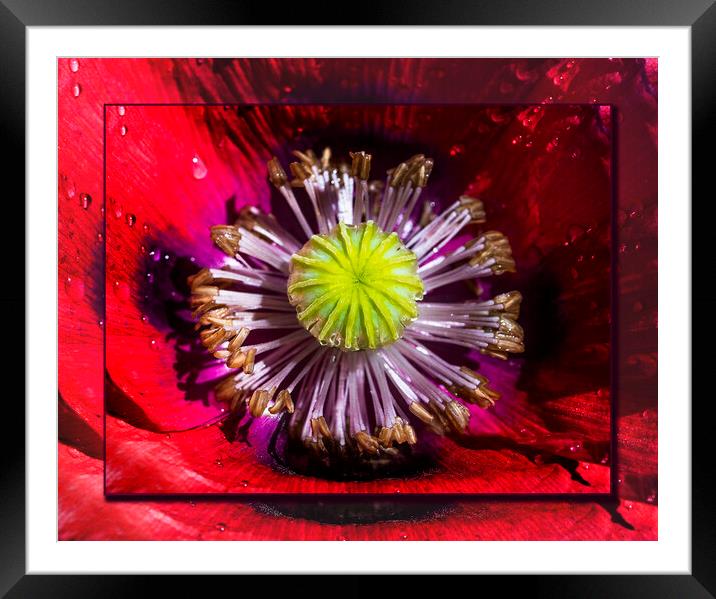  Poppy, Papaver Somniferum, close up Framed Mounted Print by Maggie McCall
