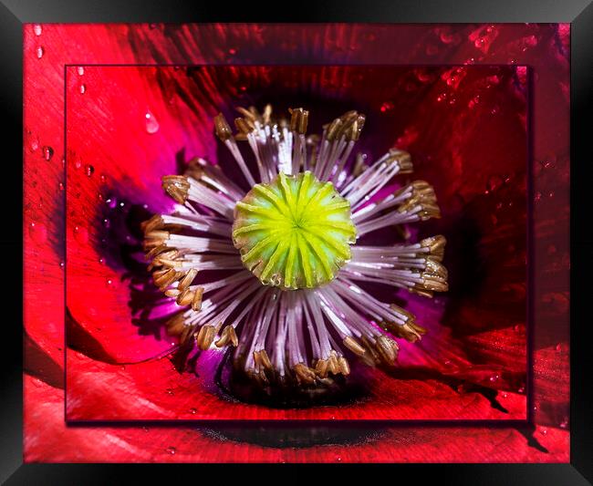  Poppy, Papaver Somniferum, close up Framed Print by Maggie McCall