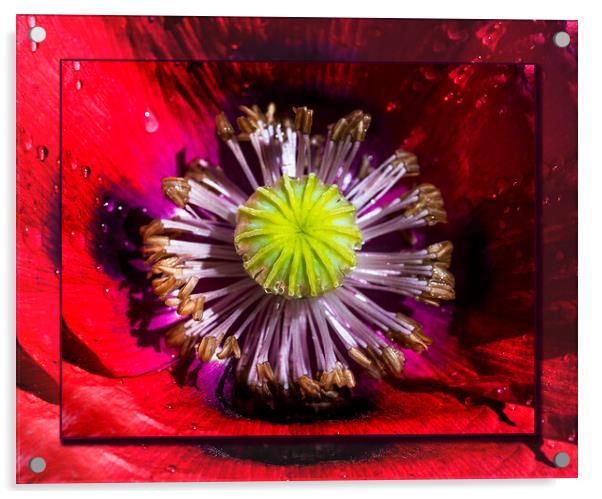  Poppy, Papaver Somniferum, close up Acrylic by Maggie McCall