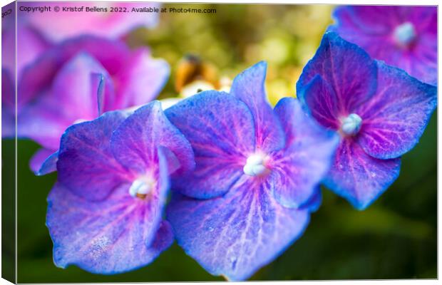 Close-up macro shot of three purple hydrangea or hortensia flowers in a row. Canvas Print by Kristof Bellens