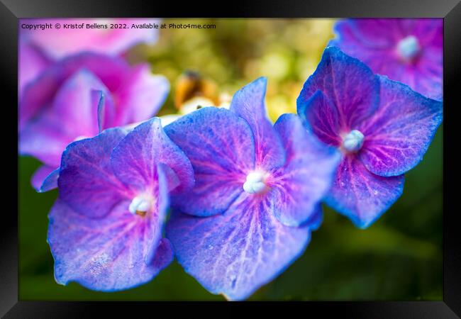 Close-up macro shot of three purple hydrangea or hortensia flowers in a row. Framed Print by Kristof Bellens