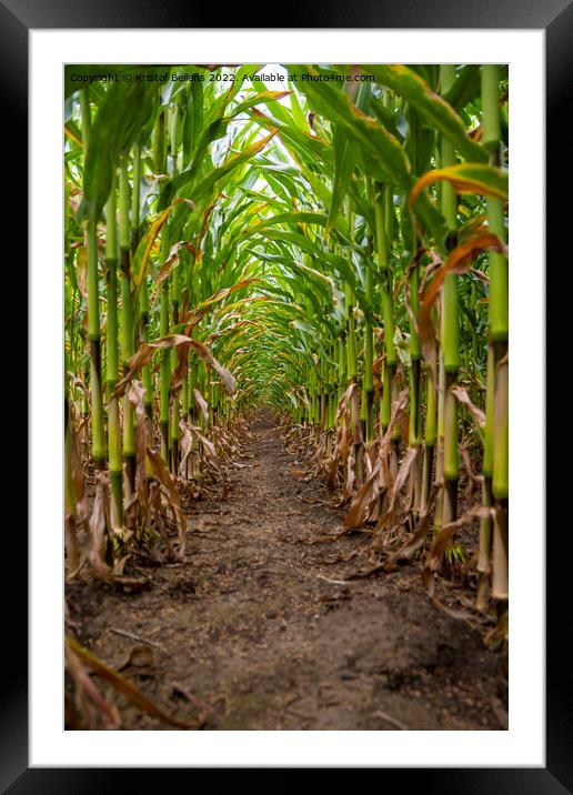 Vertical low angle shot of corn field between the crop Framed Mounted Print by Kristof Bellens