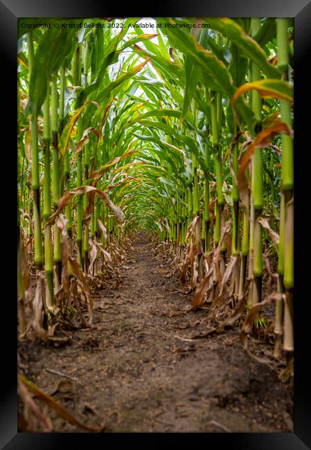 Vertical low angle shot of corn field between the crop Framed Print by Kristof Bellens