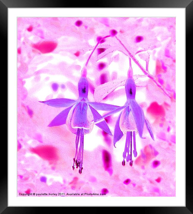 Two Purple + Pink Fuchsia,s Embossed. Framed Mounted Print by paulette hurley