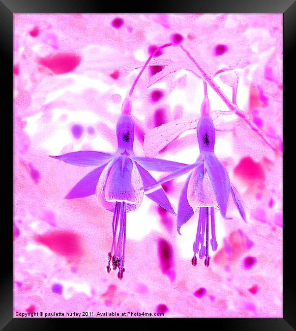 Two Purple + Pink Fuchsia,s Embossed. Framed Print by paulette hurley