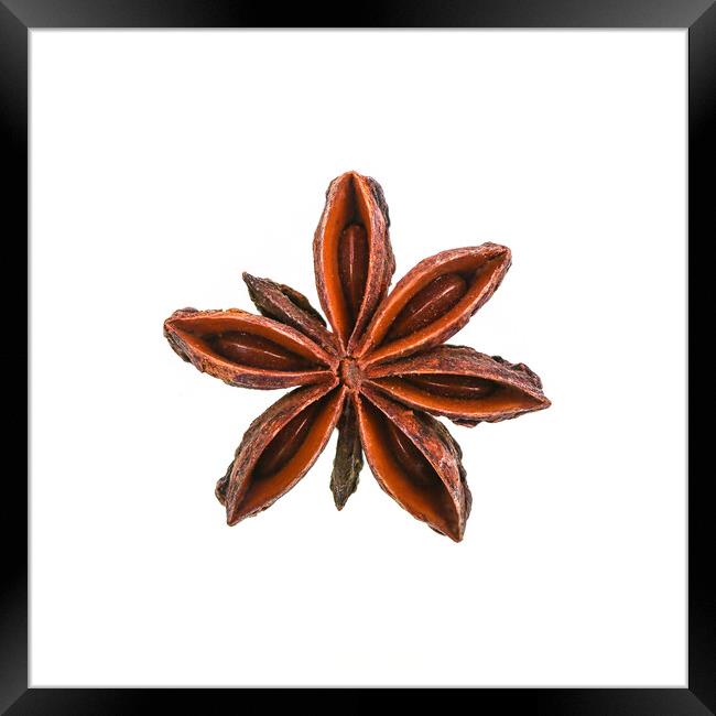 Star Anise Isolated on White Background Framed Print by Antonio Ribeiro