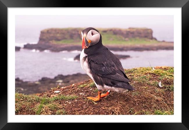Puffin  Framed Print by jane dickie