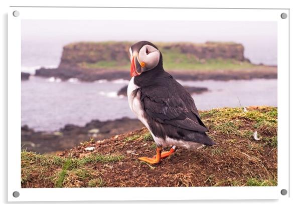 Puffin  Acrylic by jane dickie