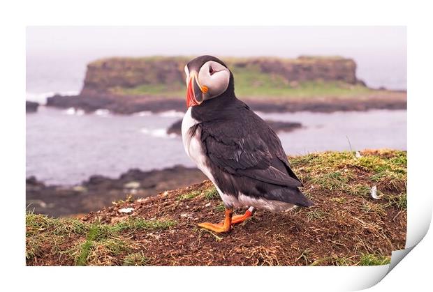 Puffin  Print by jane dickie