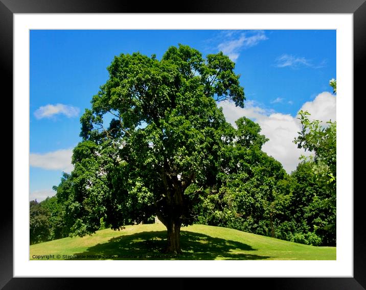 Tree on a hill Framed Mounted Print by Stephanie Moore