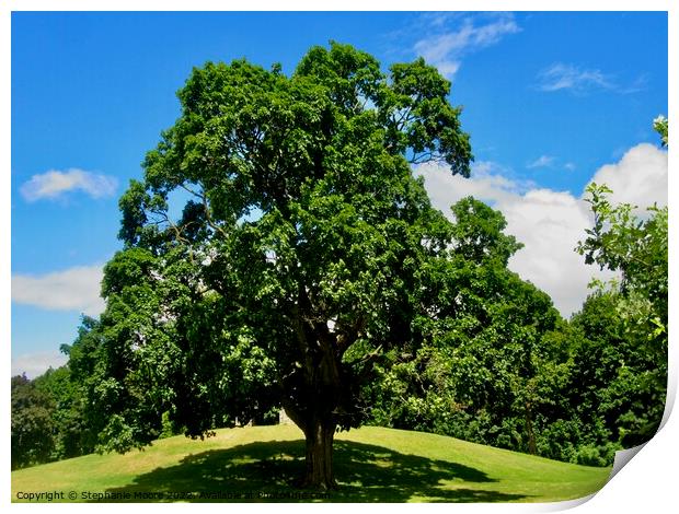 Tree on a hill Print by Stephanie Moore