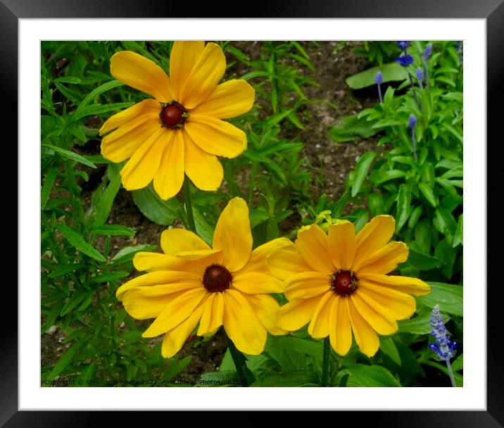Brown eyed Susans Framed Mounted Print by Stephanie Moore
