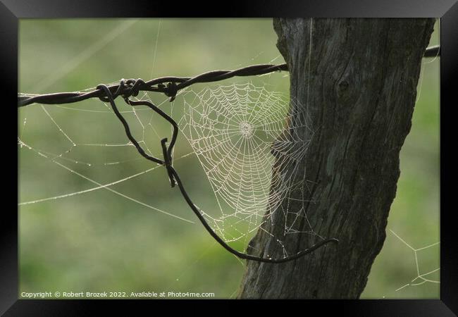 Cobweb on a fence post with a green background Framed Print by Robert Brozek
