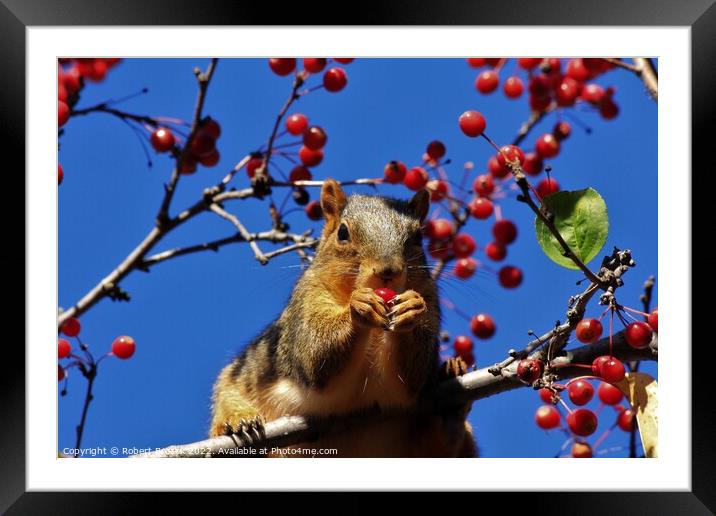 A Red Fox Tail squirrel on a branch eating red ber Framed Mounted Print by Robert Brozek