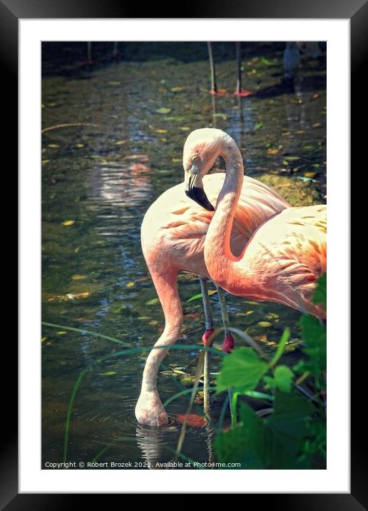 Flamingos in a pond with water Framed Mounted Print by Robert Brozek