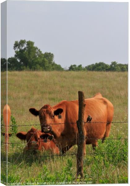 Two cattle standing on top of a lush green field  Canvas Print by Robert Brozek