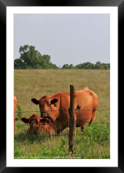 Two cattle standing on top of a lush green field  Framed Mounted Print by Robert Brozek