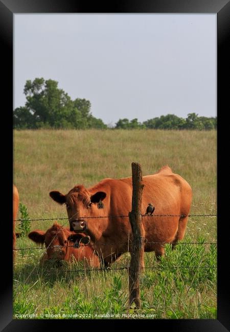 Two cattle standing on top of a lush green field  Framed Print by Robert Brozek