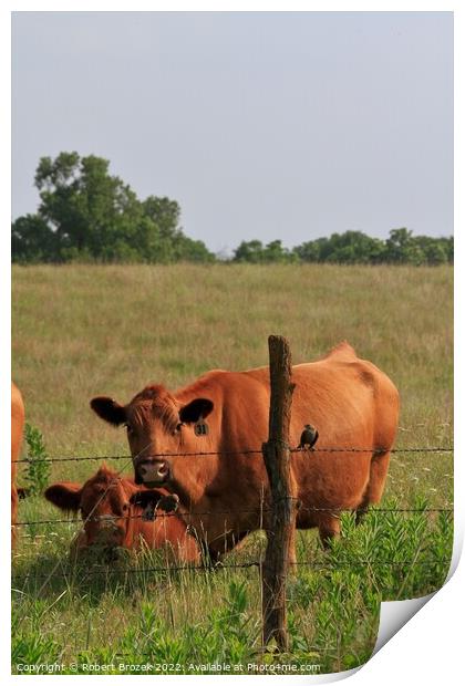 Two cattle standing on top of a lush green field  Print by Robert Brozek