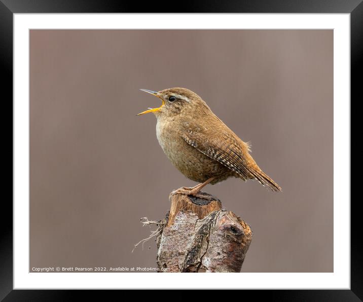 Singing Wren Framed Mounted Print by Brett Pearson