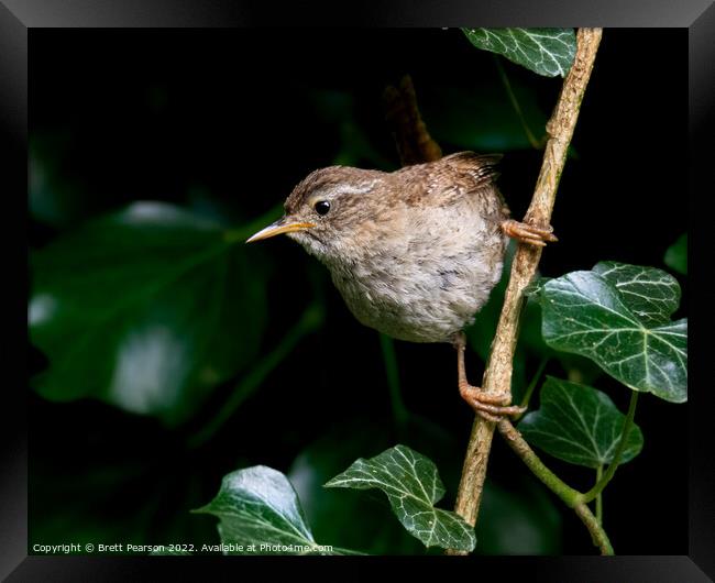 Wren Framed Print by Brett Pearson