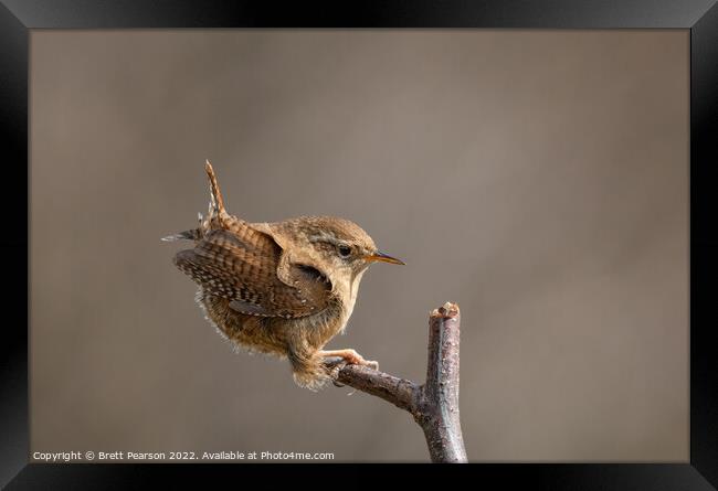 Wren Framed Print by Brett Pearson