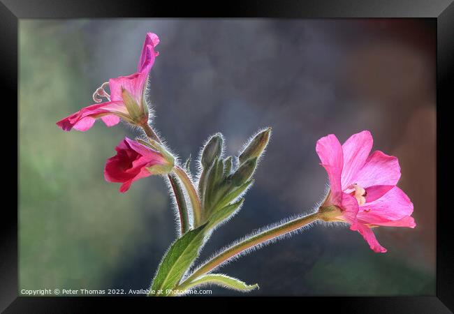 Majestic Great Hairy WillowHerb Framed Print by Peter Thomas