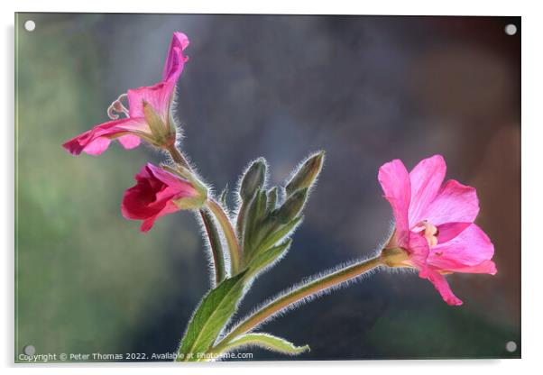Majestic Great Hairy WillowHerb Acrylic by Peter Thomas