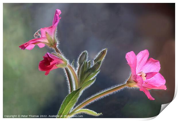 Majestic Great Hairy WillowHerb Print by Peter Thomas
