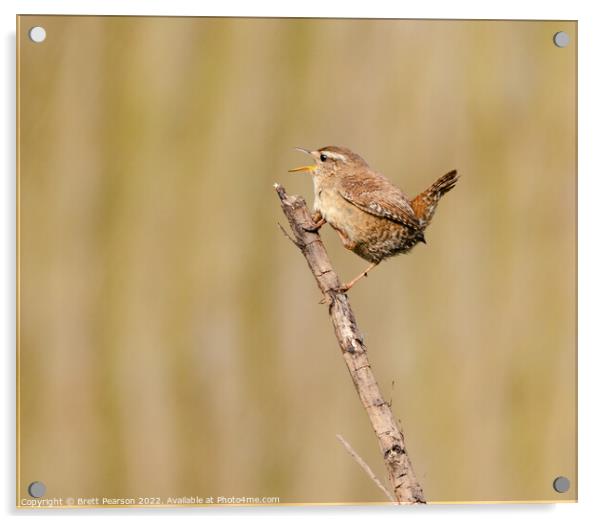 Singing Wren Acrylic by Brett Pearson