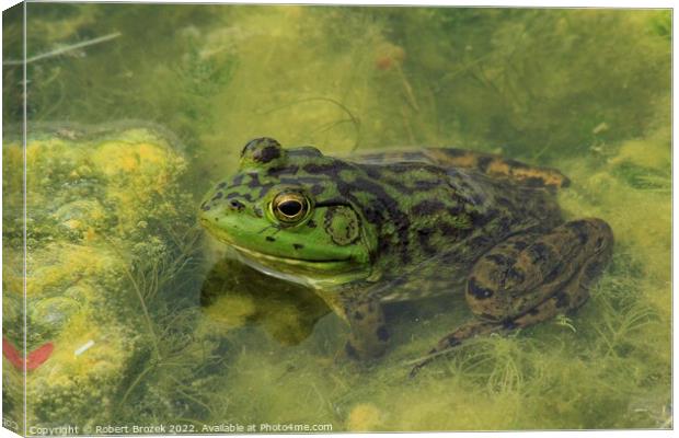 A green Bullfrog on top of a moss covered pond Canvas Print by Robert Brozek