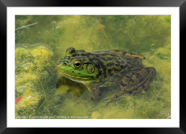 A green Bullfrog on top of a moss covered pond Framed Mounted Print by Robert Brozek