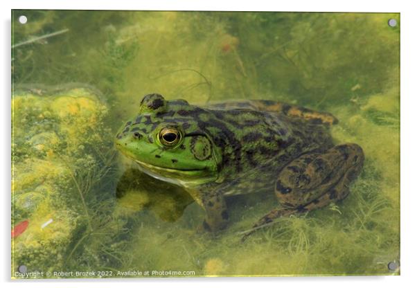 A green Bullfrog on top of a moss covered pond Acrylic by Robert Brozek