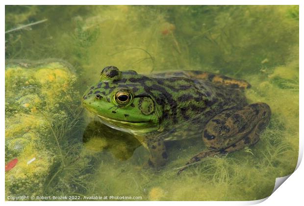 A green Bullfrog on top of a moss covered pond Print by Robert Brozek