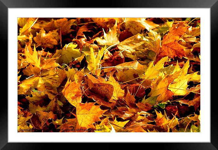 Autumn Colours Framed Mounted Print by Iain Mavin